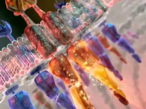 Видео о препарате Сунитиниб :: Сутекаст (Sutekast) :: капсулы (аналог Сутент) 25мг №28